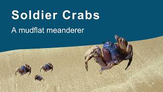 Soldier Crabs of the Barwon Estuary [upl. by Esten]