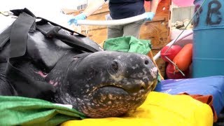 Leatherback Sea Turtle Release [upl. by Jabe393]