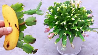 Christmas cactus propagated from bananas [upl. by Earleen]