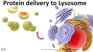 Protein trafficking to lysosome [upl. by Eillit860]