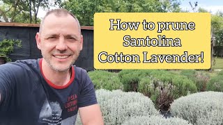 How low can we prune Cotton Lavender  Results [upl. by Nnaid947]