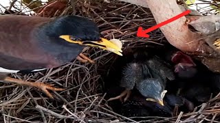 Common myna Birds bring other bird eggs to feed babiesbird baby [upl. by Aneloc]