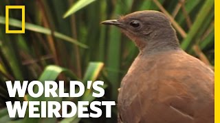 Bird Mimics Chainsaw Car Alarm and More  Worlds Weirdest [upl. by Kassi683]