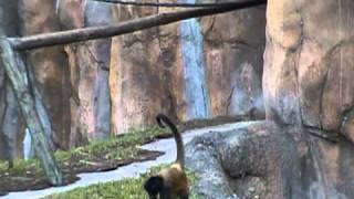 Mother Monkey pulls Baby Monkeys Tail at the Palm Beach Zoo [upl. by Fugazy]