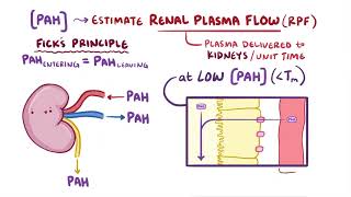 Tubular Secretion of PAH  Pathology  Osmosis [upl. by Tertius]