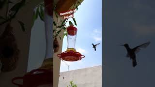 Gopro9 Hummingbird Footage Shorts [upl. by Idnac401]