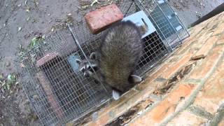 Baby Raccoon Wont Abandon Trapped Family [upl. by Nahsad6]