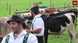 Viehscheid in Thalkirchdorf 18 Alpen mit 673 Rinder kommen zurück ins Tal [upl. by Hopper]