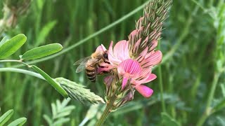 Sainfoin  Onobrychis sativa [upl. by Hairehcaz]