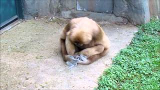 A Gibbon and His Squirrel [upl. by Garlen694]