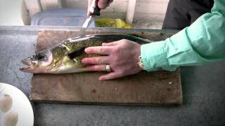 How to fillet Walleye  Walleye Cleaning [upl. by Glaab]