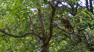 and the mighty buteo buteo is watching [upl. by Sigismondo477]