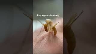 PRAYING MANTIS EATING 😱😱😱insects mantis prayingmantis [upl. by Eetsirk]