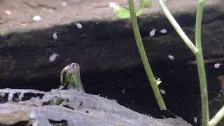 Dragonfly Nymph hunts daphnia Libellenlarve jagt Wasserflöhe [upl. by Cutlip722]