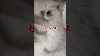 ぐっすりおねんね❤️😴❤️ トイボブ catbehavior cat 猫のいる暮らし 猫好きさんと繋がりたい kichifrost [upl. by Yoj]