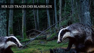 SUR LES TRACES DES BLAIREAUX  Photographie Animalière [upl. by Aicrop288]