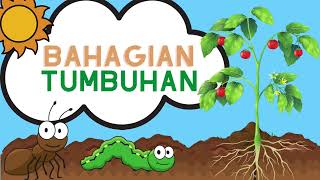 Bahagian Tumbuhan  Prasekolah [upl. by Joannes]