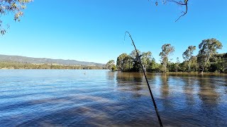 4 Straight Yellowbelly No Bent Ones Fishing At Lake Nillahcootie [upl. by Burn]