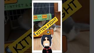 Kitten fight edit ai funny cat [upl. by Philipp]