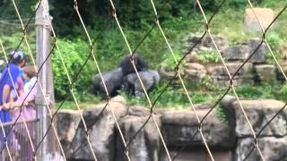 Gorilla fight st louis zoo [upl. by Eniffit]