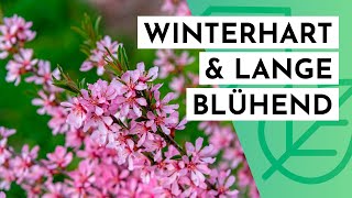 20 winterharte amp langblühende STRÄUCHER für DEINEN Garten max 2m hoch [upl. by Asselim]