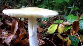 Amanita phalloides  The death cap [upl. by Willard]