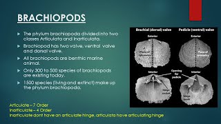 Brachiopods  Evolutionary Trend in Brachiopoda  Invertebrate Paleontology [upl. by Aikahs]