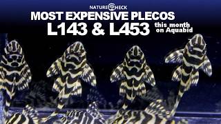 Plecos sold on Aquabid [upl. by Nyved]