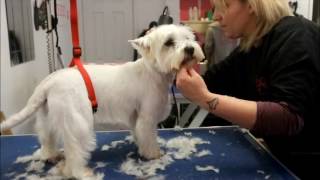 HOW TO DO A WESTIE [upl. by Mcquade]