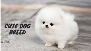 Top 5 Cutest Dog Breeds in the World  Must See byanimalwondery [upl. by Anert514]