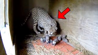 Cheetah Gives Birth to 2 Cubs But Then Something Incredible Happens [upl. by Lienad]