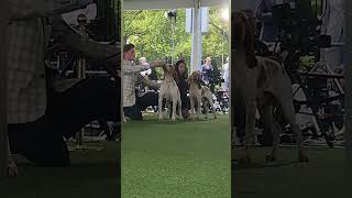 Bracco Italiano In Show  Westminster Kennel Club Dog Show braccoitaliano [upl. by Ahtreb927]