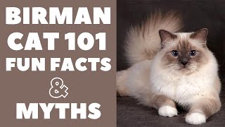 Birman Cats 101  Fun Facts amp Myths [upl. by Ymmac]