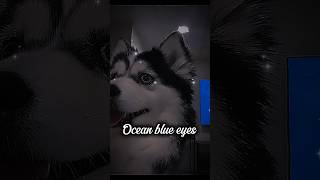 new edit not Draco 💔 dog edit [upl. by Dutchman]