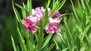 Desert willow Bubba Chilopsis linearis Bubba San Benito Texas 20120911 [upl. by Annalee]