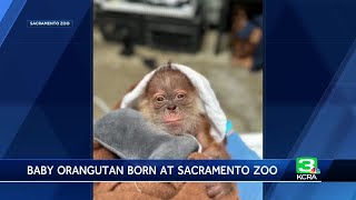 Sacramento Zoo announces Sumatran orangutan birth 1st since 1981 [upl. by Ynes]