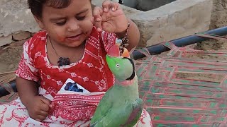 Hath Ka Ring Parrot Kaat Rha Hie  Pets Vlog 27 August 2024  Anwar Shah Ustrana Official [upl. by Sedlik]