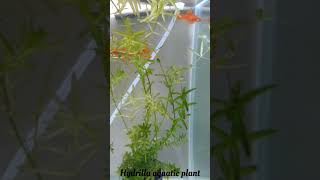 Aquatic hydrilla plant [upl. by Kalie]