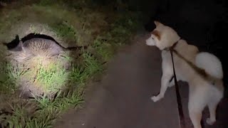 柴犬が猫を見つけ威嚇して戦いを挑むも超ビビッて変な声がでた笑 [upl. by Mick787]