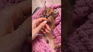 каракальчик🥰 cat kitten caracal caracat каракал каракет cats [upl. by Anilas552]