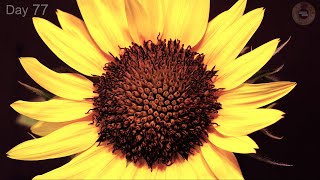 🌻 Sunflower Growing from Seed to Flower 🌻  100 Days Time Lapse [upl. by Saltzman674]