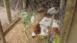 Pequeña producción de gallinas criollas  La Finca de Hoy [upl. by Tera]