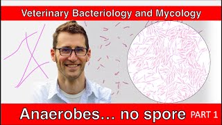 Nonspore Forming Anaerobes Part 1  Veterinary Bacteriology and Mycology [upl. by Yelsnit]