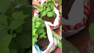 Growing Soybeans shorts garden gardening [upl. by Galan]