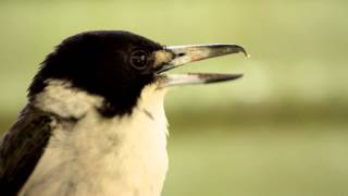 Grey Butcherbird Cracticus torquatus  Graurücken Krähenwürger 4 [upl. by Chickie]