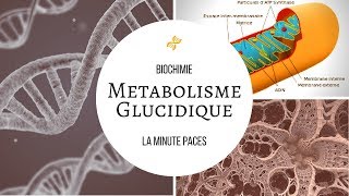 Biochimie  Métabolisme glucidique [upl. by Filemon]