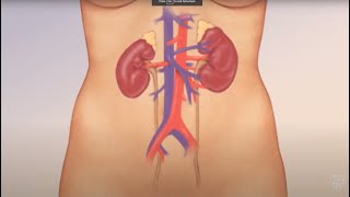 Watch How Kidneys Actually Work [upl. by Orelee675]