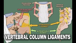 VERTEBRAL COLUMN ANATOMY 22  Ligaments and the Spinal Cord [upl. by Helbonnah]