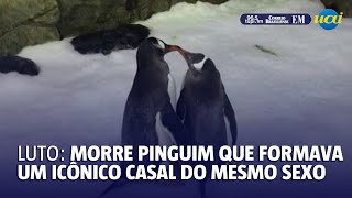 Luto morre pinguim que formava icônico casal do mesmo sexo [upl. by Lua911]