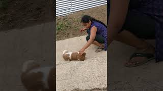 Mummy Kukka pilla vachindhee🐶🐶trending Short video [upl. by Aliled]